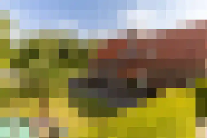 Eerste Zeine 10 b Waalwijk thumbnail 5