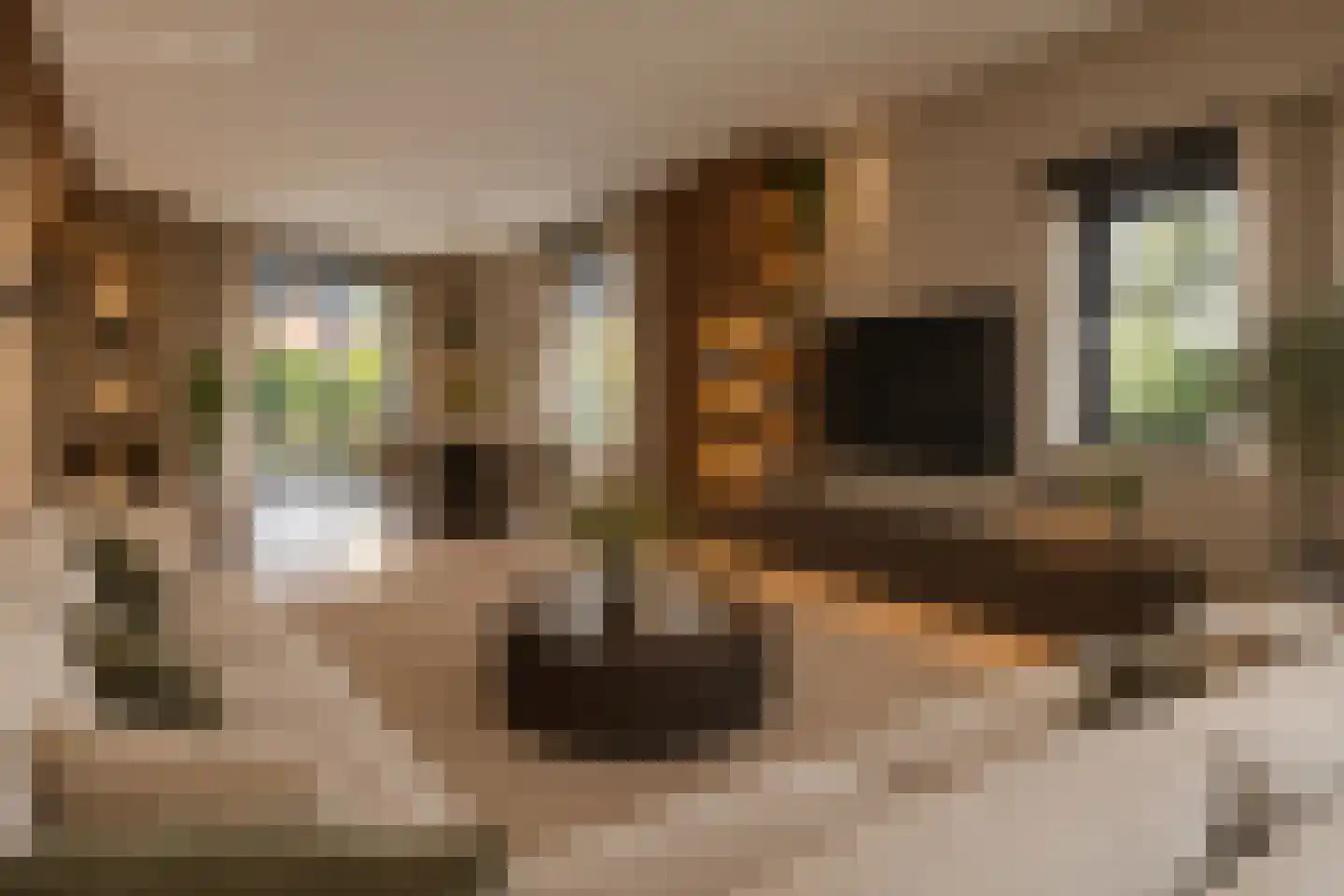 Eerste Zeine 118 Waalwijk thumbnail 11