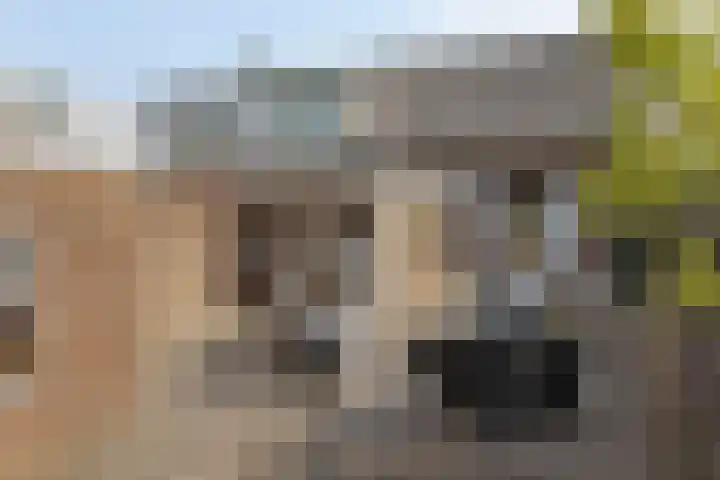 Eerste Zeine 34 Waalwijk thumbnail 24