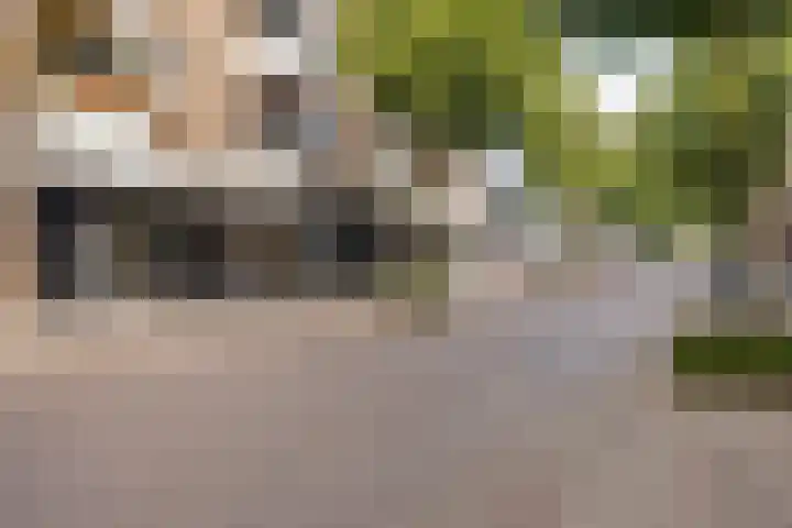 Eerste Zeine 34 Waalwijk thumbnail 34