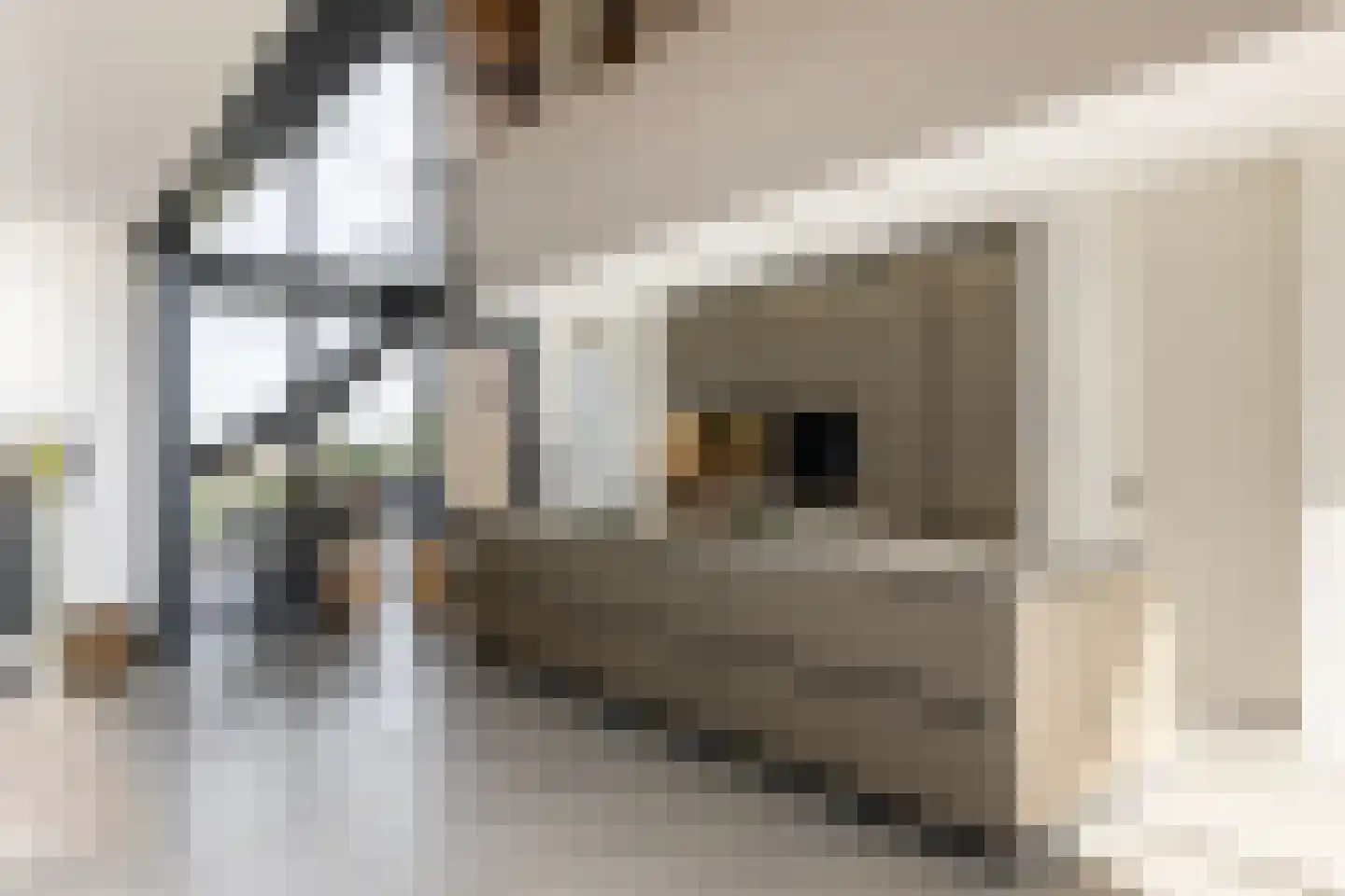 Eersteling 8 Brielle thumbnail 8