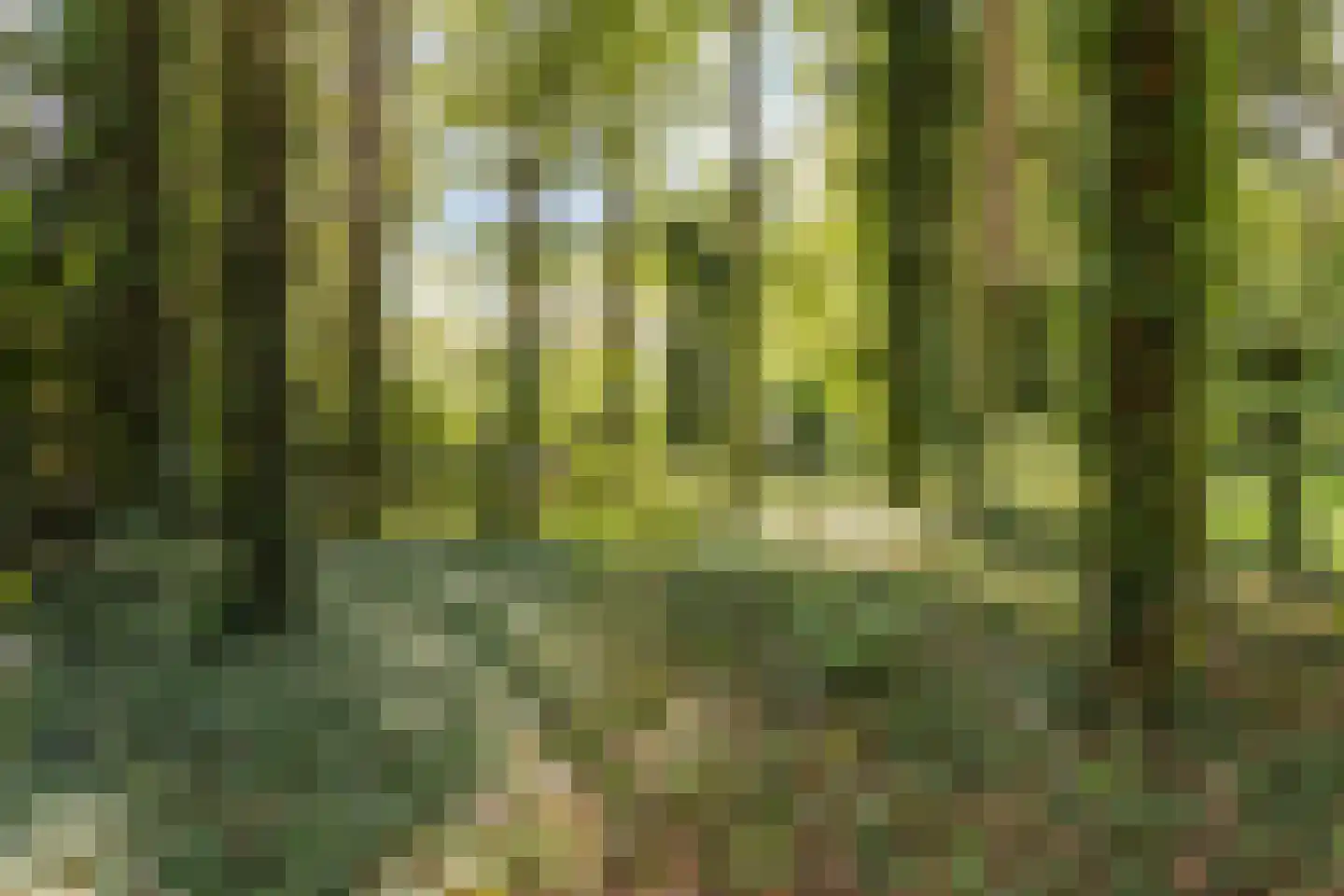 Eeserstraat 16 Borger thumbnail 43