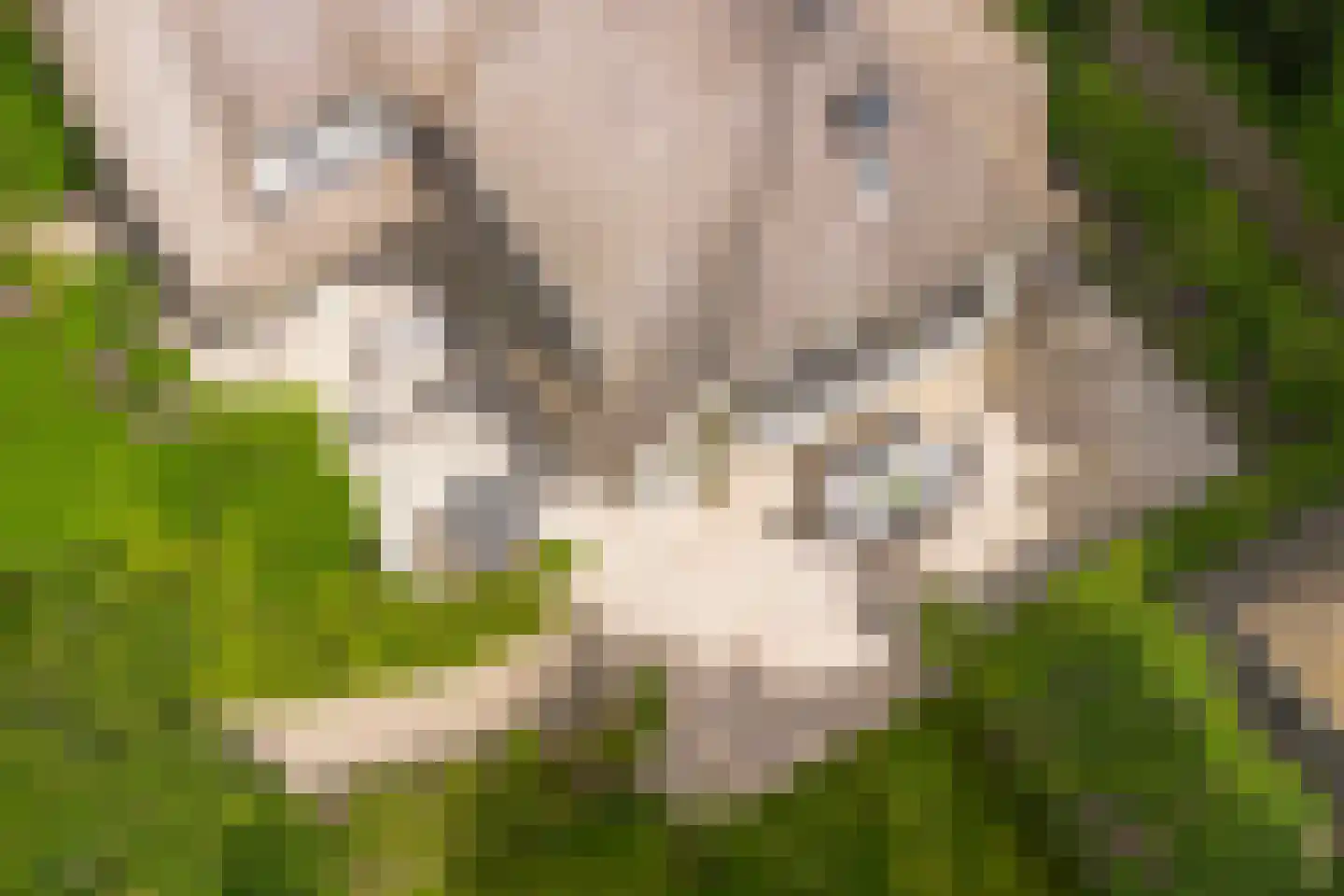 Eeuwigelaan 25 Bergen (NH) thumbnail 4