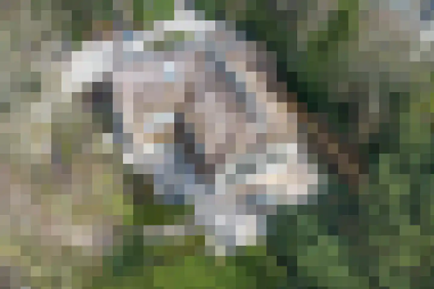 Eeuwigelaan 25 Bergen (NH) thumbnail 5
