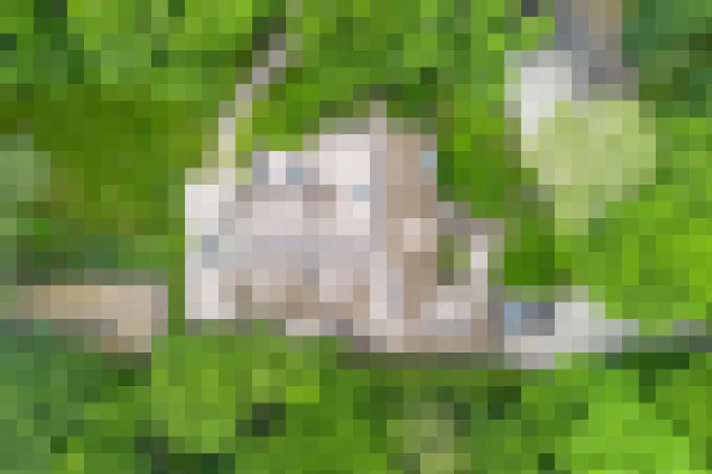 Eeuwigelaan 25 Bergen (NH) thumbnail 8