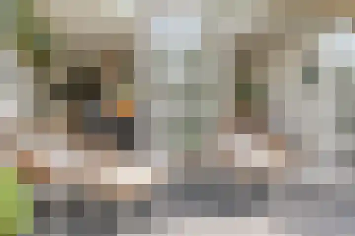 Eeuwselstraat 53 Geldrop thumbnail 35