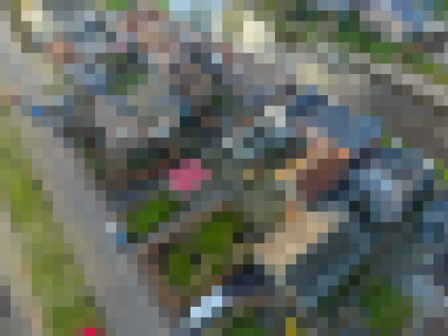 Eewal 37 Burdaard thumbnail 54