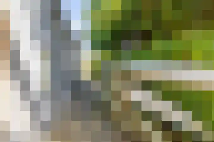 Eewal 51 Burdaard thumbnail 71