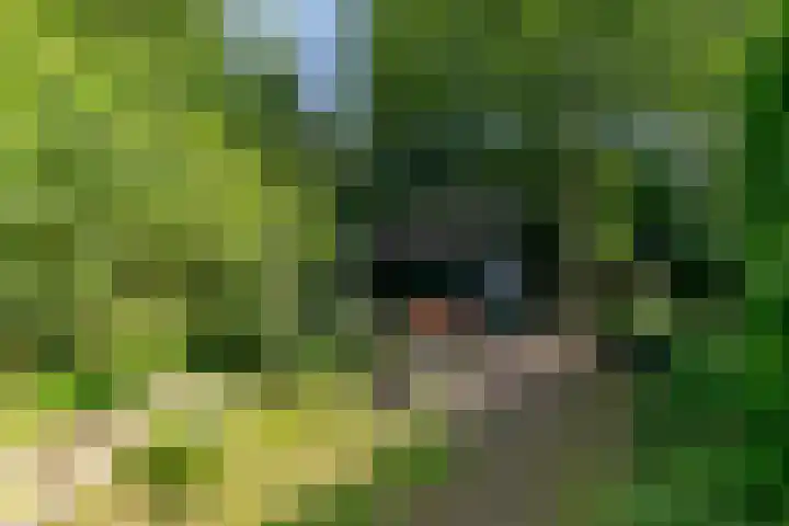 Eexterkoele 16 Eext thumbnail 22