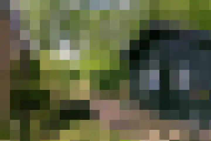 Eexterkoele 16 Eext thumbnail 23