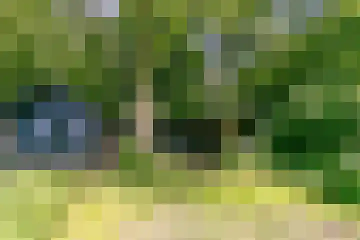 Eexterkoele 16 Eext thumbnail 24