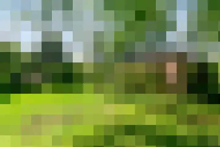 Eexterkoele 16 Eext thumbnail 25