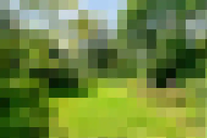 Eexterkoele 16 Eext thumbnail 27