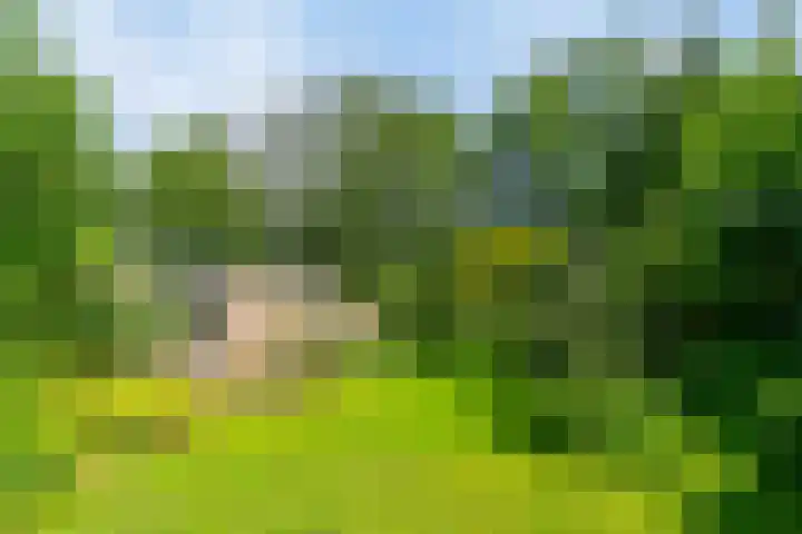 Eexterkoele 16 Eext thumbnail 28