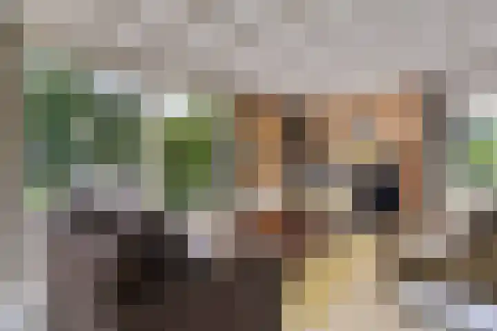 Eexterkoele 16 Eext thumbnail 6