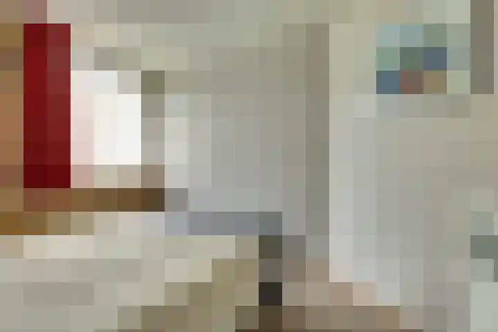 Eexterkoele 26 Eext thumbnail 20