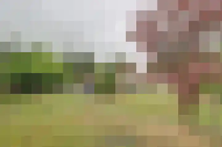 Eexterkoele 26 Eext thumbnail 26