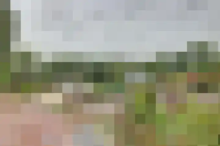 Eexterkoele 26 Eext thumbnail 30