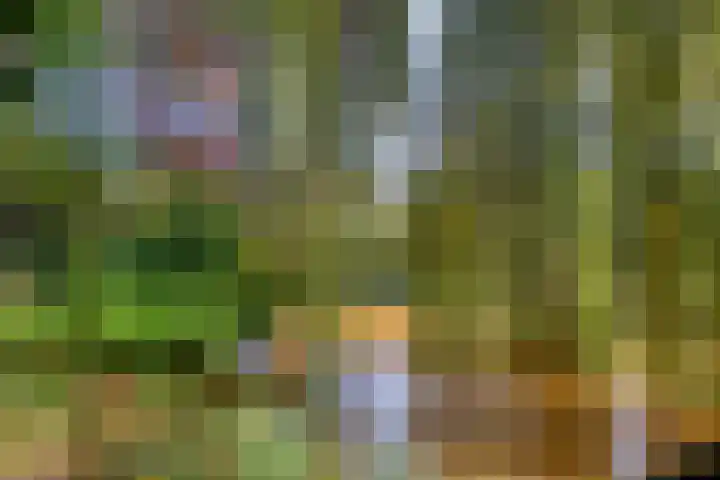 Efferen 412 Uden thumbnail 39