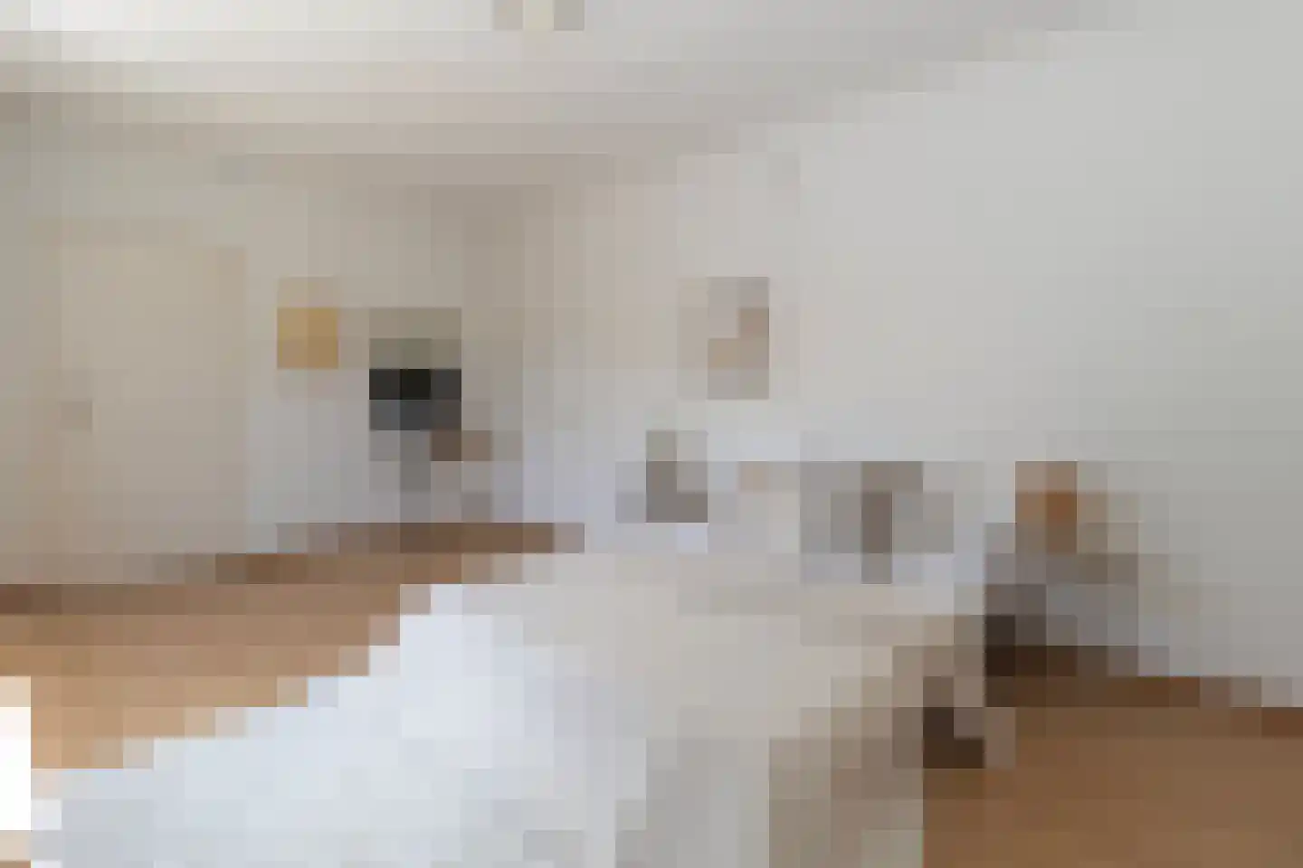 Effileursdonk 3 Maastricht thumbnail 17