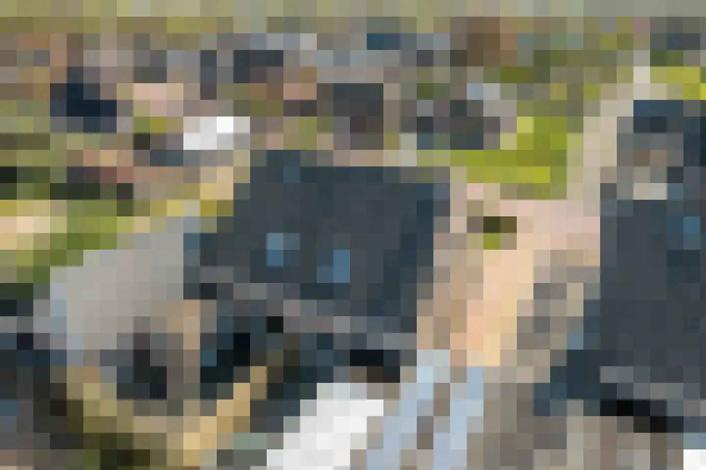 Efterwei 4 Rottevalle thumbnail 13