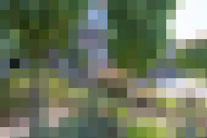 Egelantier 2 Haaksbergen thumbnail 8