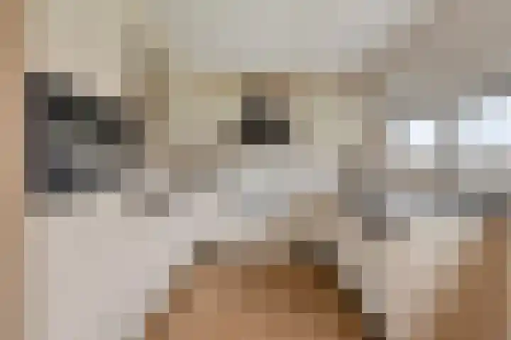 Egelantier 82 Etten-Leur thumbnail 19