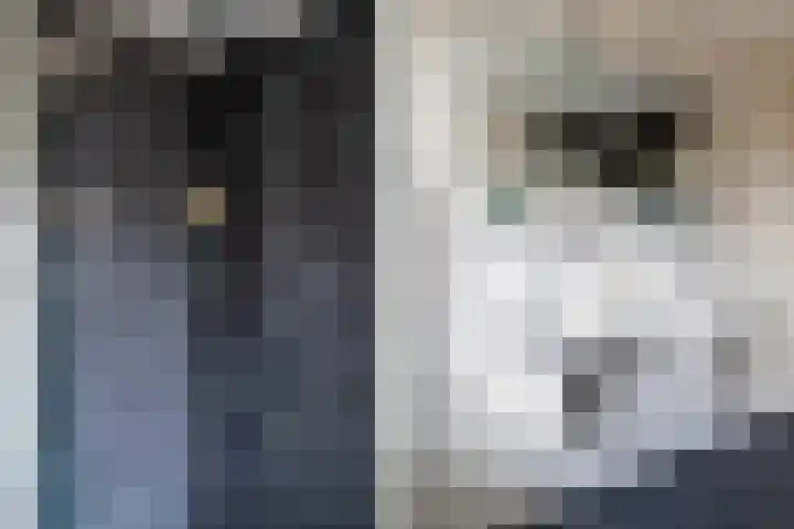 Egeltjeslaar 24 Bavel thumbnail 21