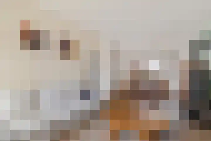 Eggeweg 8 Nieuw-Amsterdam thumbnail 8