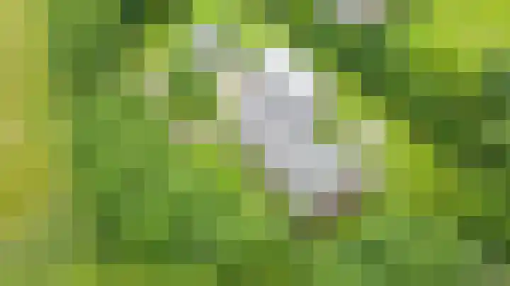 Egmond 12 Boxmeer thumbnail 30