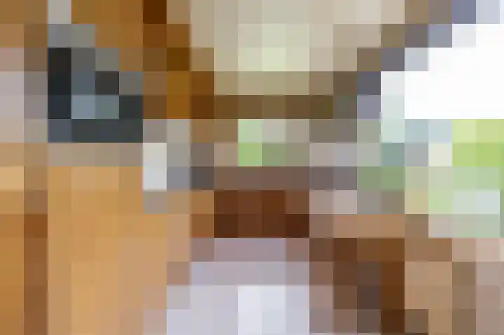 Eiberlaan 54 Foxhol thumbnail 20