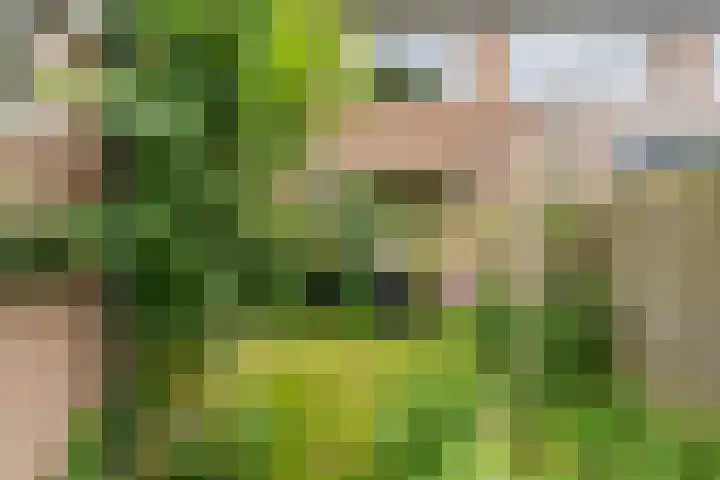 Eiberweg 86 Dedemsvaart thumbnail 21