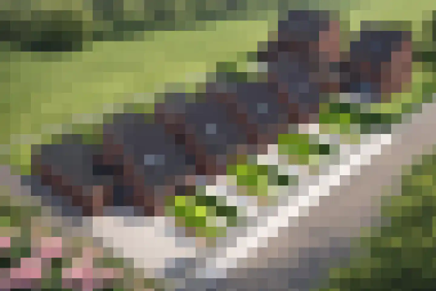 Eickerveld 35 Echt thumbnail 6