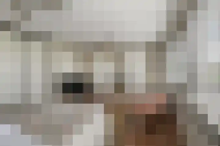 Eidereend 11 Uithoorn thumbnail 20