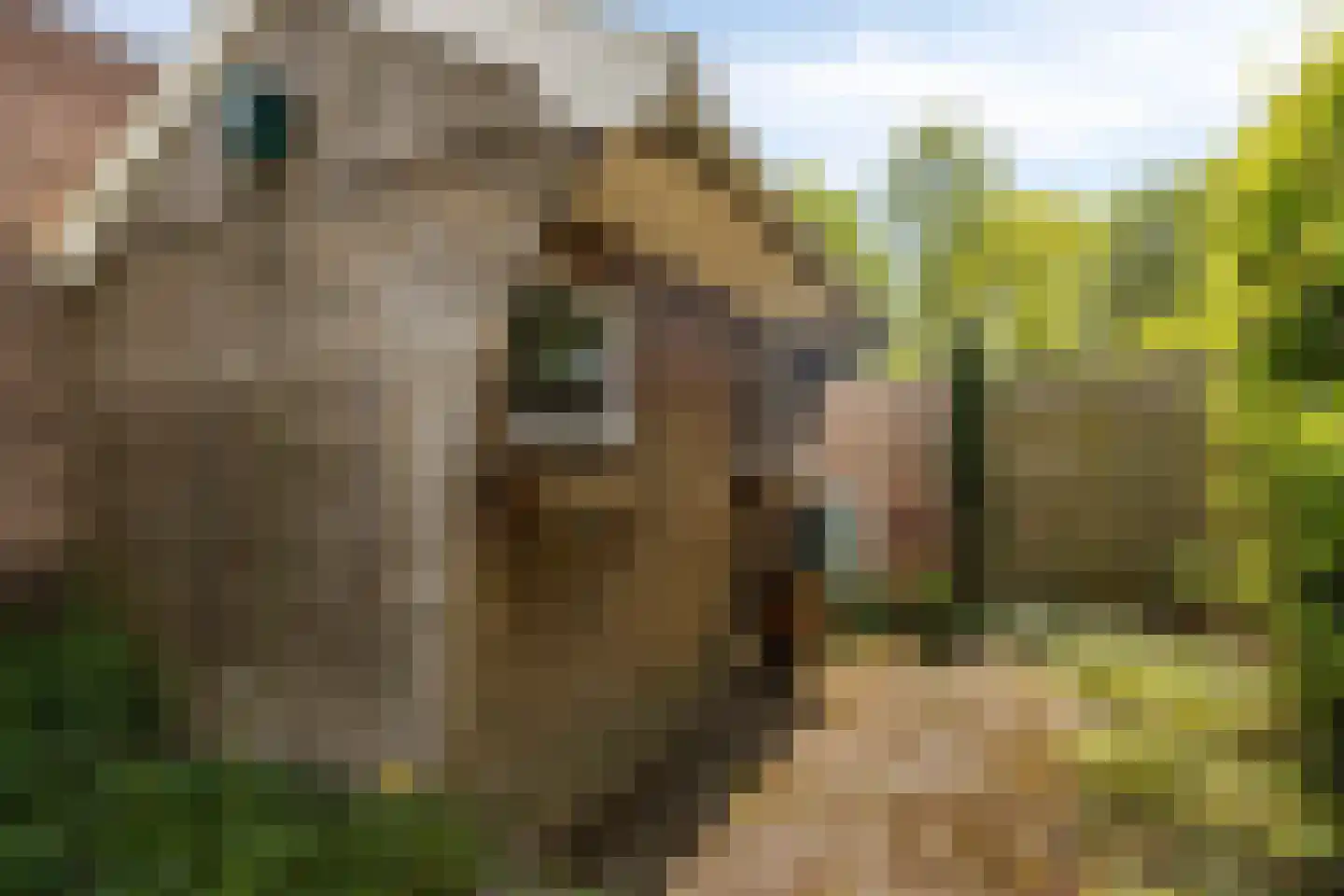 Eidereend 46 Emmen thumbnail 31