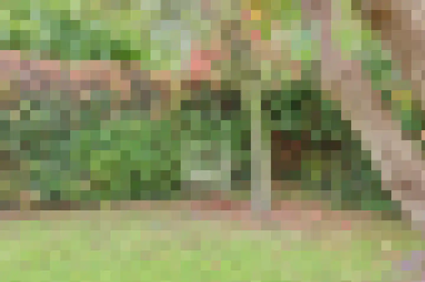 Eikebladvlinder 11 Enschede thumbnail 23