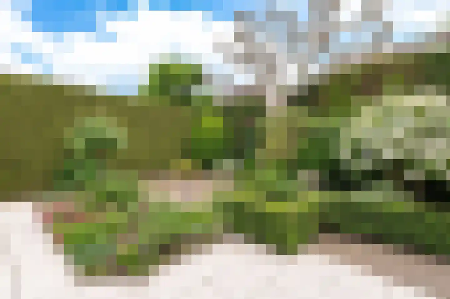 Eikeboom 15 Culemborg thumbnail 27