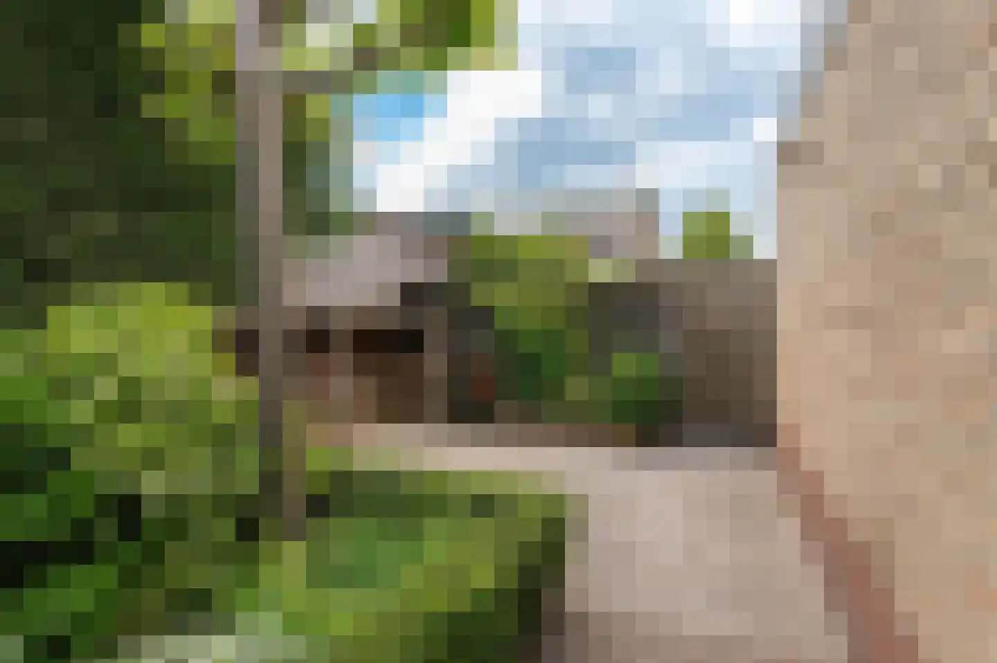 Eikeboom 15 Culemborg thumbnail 29