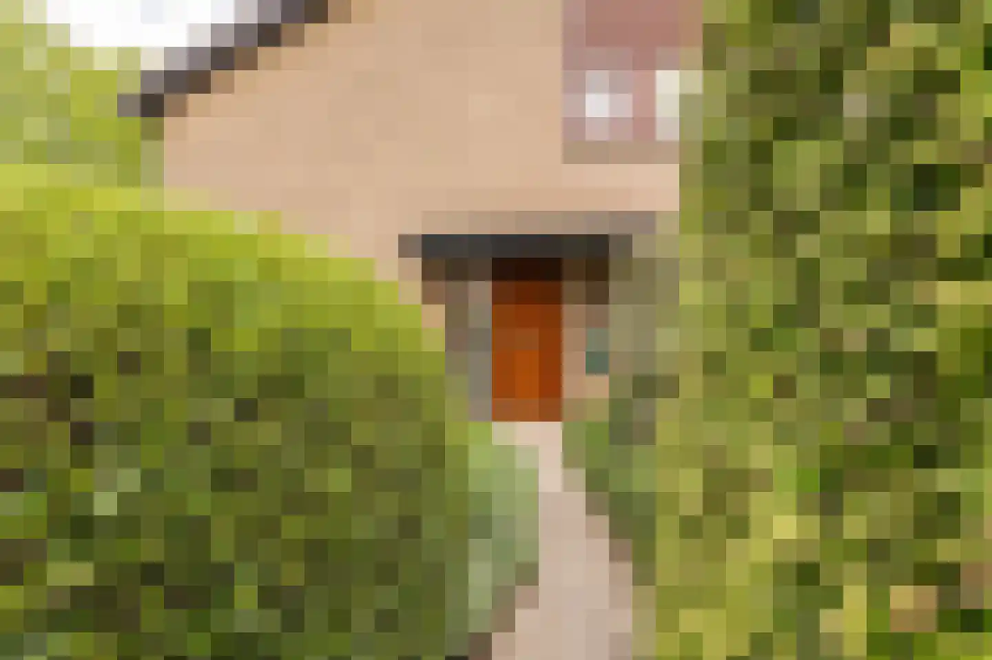 Eikeboom 15 Culemborg thumbnail 5