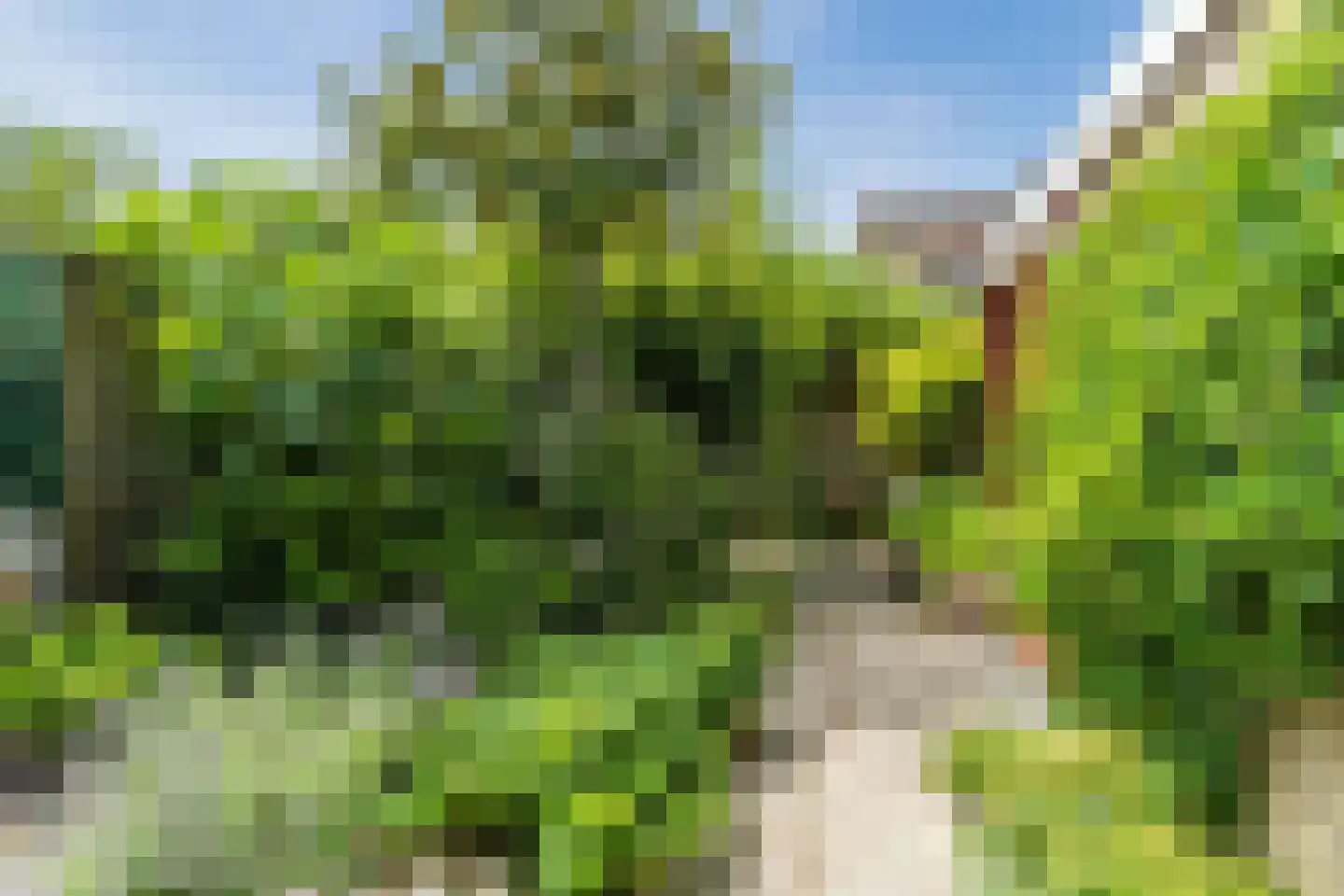 Eikeboom 35 Culemborg thumbnail 28