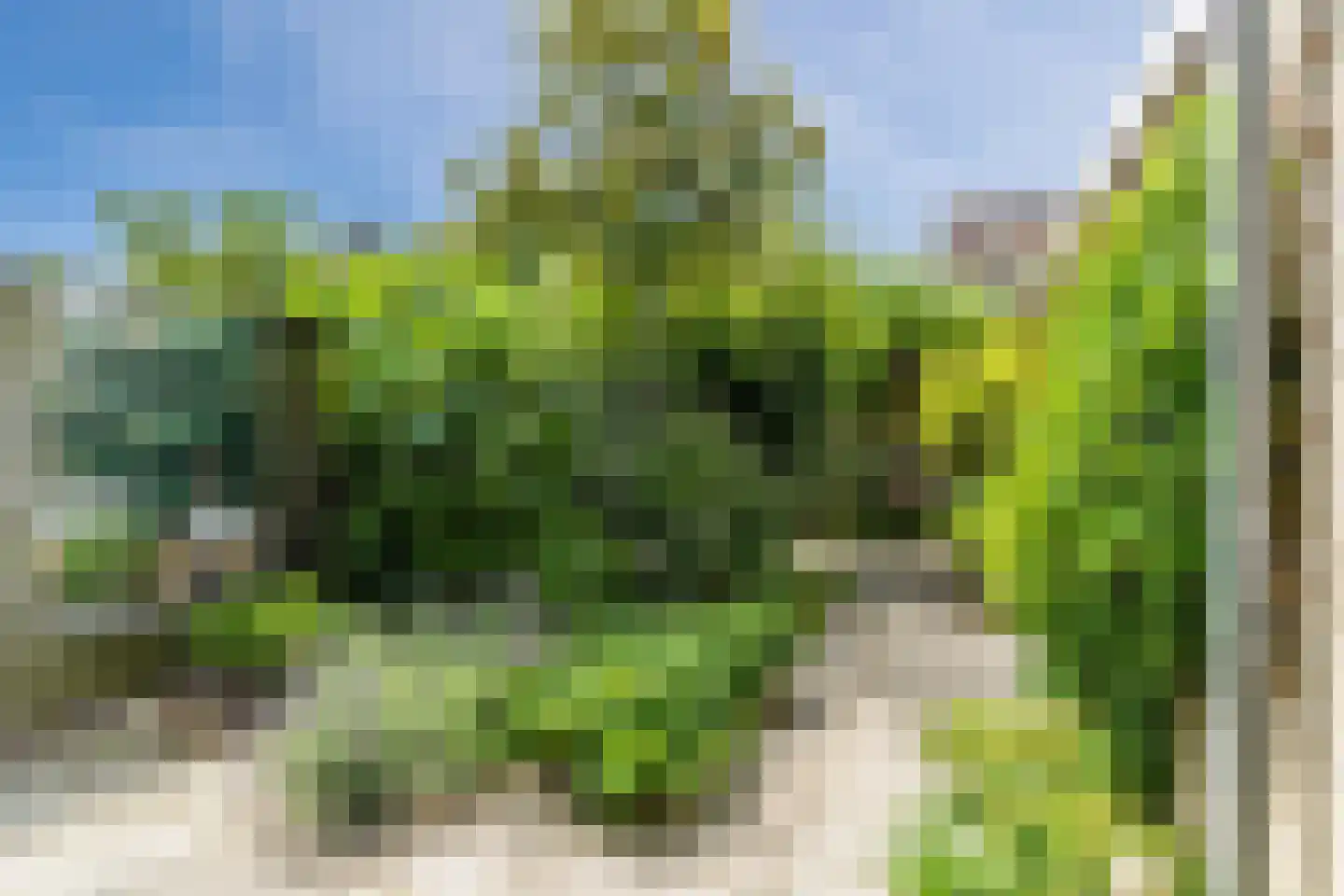 Eikeboom 35 Culemborg thumbnail 4