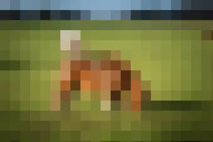 Eikelhofweg 21 Olst thumbnail 63