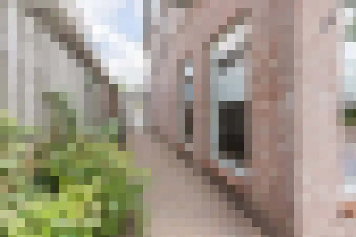 Eikenbocht 6 Knegsel thumbnail 44