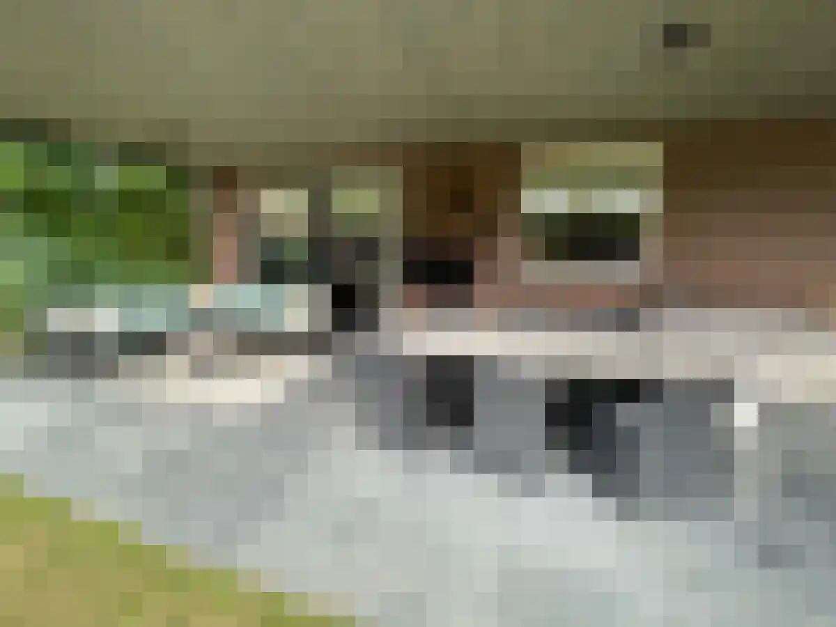 Eikenbos 14 Bladel thumbnail 5