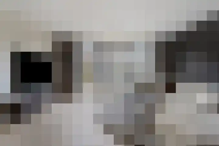 Eikenbussel 28 Oirschot thumbnail 8