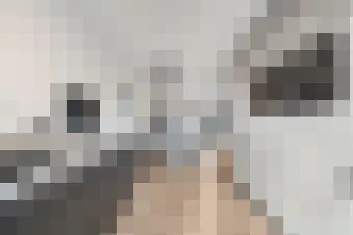 Eikenhorst 44 Julianadorp thumbnail 18