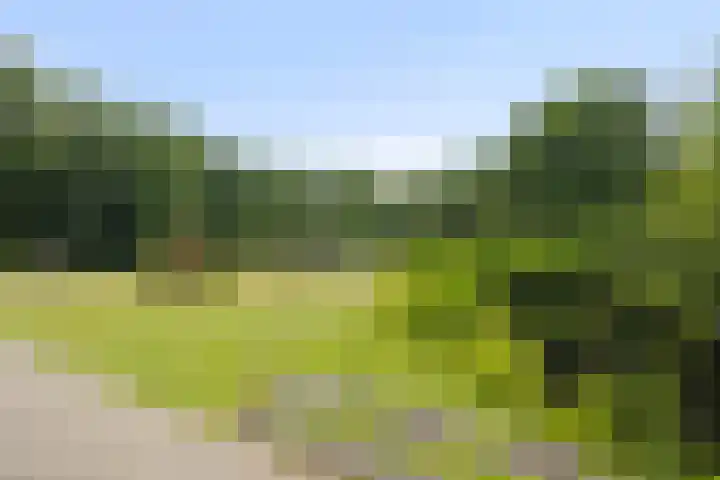 Eikenhout 333 Julianadorp thumbnail 20