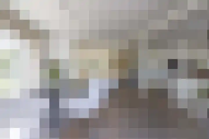 Eikenlaan 12 Sint-Michielsgestel thumbnail 13