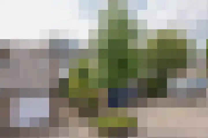 Eikenlaan 13 Lisse thumbnail 4