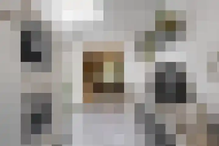 Eikenlaan 16 Geleen thumbnail 4